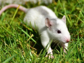 医学生の解剖実習、奈良医大が廃止　これまでマウスやヒヨコなどで実施