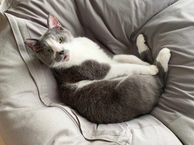 動物病院は怖い所？　ネコの不安を取り除くために出来ること