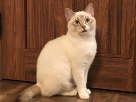 はやく猫じゃらし出して遊んでよぅ　シャムミックス「ふわり」