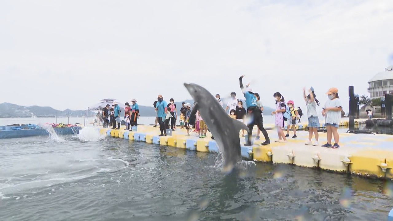 イルカと 通じ合える トレーナー体験が人気 香川 さぬき市 Ksbニュース Ksb瀬戸内海放送 イルカと 通じ合える トレーナー体験が人気 香川 さぬき市 Ksbニュース Ksb瀬戸内海放送