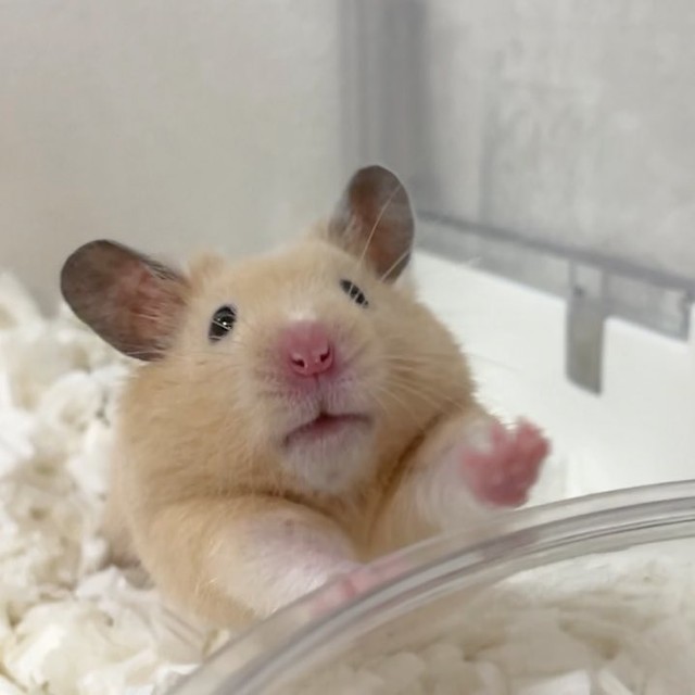 「寝起き後にトイレに手をついてストレッチ」（提供：Chira/Taki (ちらたき)さん）