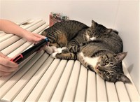 彼女が湯船にいるといつも猫くんたちは集まってくるという（提供画像）