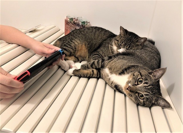 彼女が湯船にいるといつも猫くんたちは集まってくるという（提供画像）