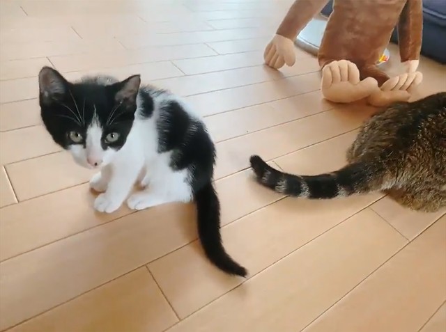 手前が今回話題になった、ごましおちゃん。このあと振り返って、おさるさんのぬいぐるみを発見し…（画像提供／ちぃ　ごまさん）