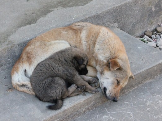 殺処分ゼロめざし、同じ志の団体を応援　ピースワンコ