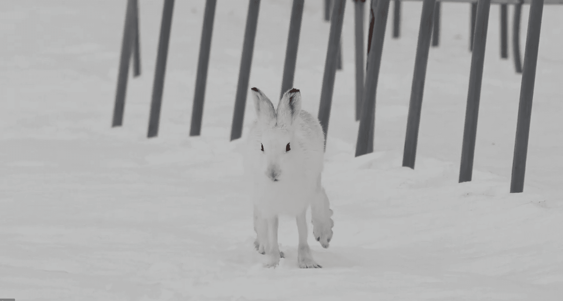 手足が太いので雪に沈まず走れる