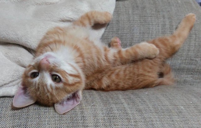 お腹見せてリラックス中のカイくん