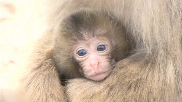 「お猿の国」に今年初の赤ちゃん誕生　香川・小豆島