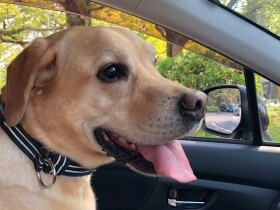 今日は助手席ゲット！　ラブラドール・レトリーバー「ジョジョ」