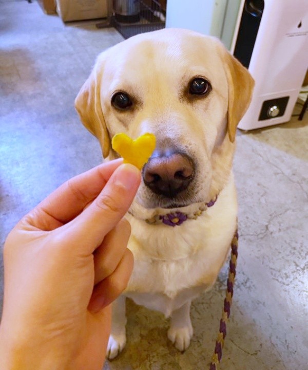 おやつをじっと見つめる（画像提供：ロキの相方さん）