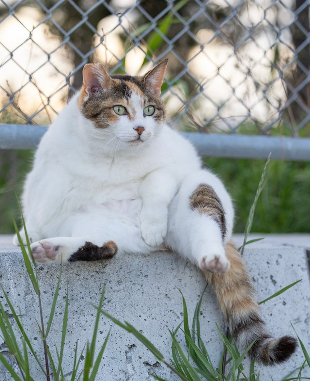 こちらが前から見た姿（画像提供：あおいとりさん）