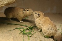 キスをするような仕草がかわいい