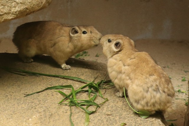 キスをするような仕草がかわいい