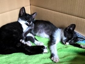 地震で母猫が失踪　残された子猫2匹はゴミを漁って生きていた