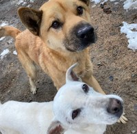 バニラは他のワンコともすぐに打ち解けます