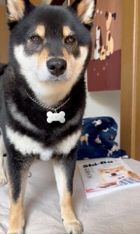 イケメン黒柴のはるくん（動画からキャプチャー／提供：黒柴はるママさん @51316Mika）