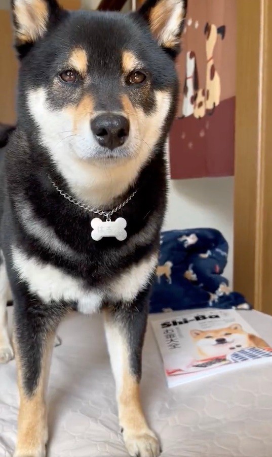 イケメン黒柴のはるくん（動画からキャプチャー／提供：黒柴はるママさん @51316Mika）