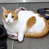 飼い主さんの友人の靴を気に入ったもち丸くん（画像提供：も＆もちもなさん）