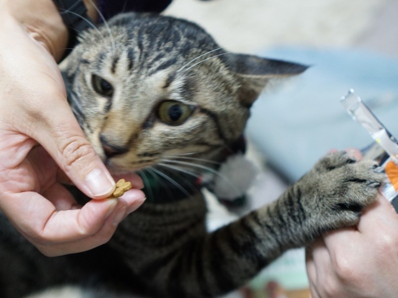 「好きなおやつをくれるから、いいな」