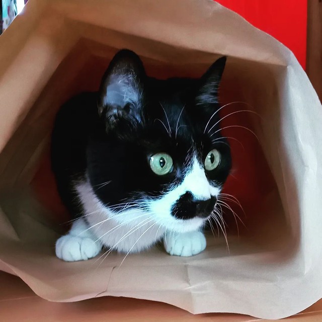 紙トンネルが気に入ってずっと入っていた