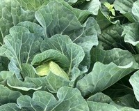 農薬を適切に使うと、スーパーに並ぶようなキャベツに／農夫の荒川 a.k.a viptanさん（@viptanfarming）提供※画像はトリミングしています