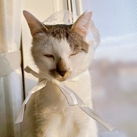 新たに迎えられた小柄な女の子・百ちゃん（画像提供：*ig*さん）