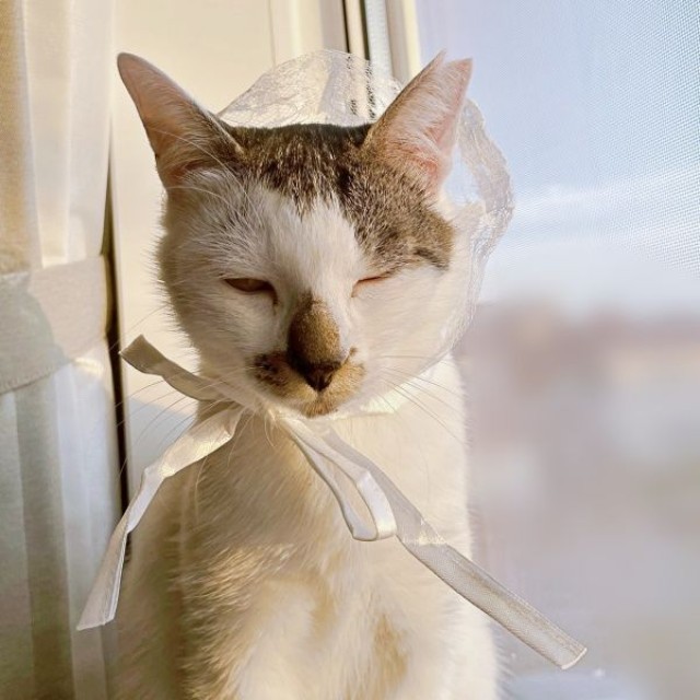 新たに迎えられた小柄な女の子・百ちゃん（画像提供：*ig*さん）