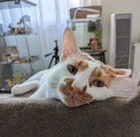 相変わらず控えめだそうですが、しょぼぼくんの甘えん坊レベルは上昇中なのだとか（画像提供：tknさん @tatatano129）