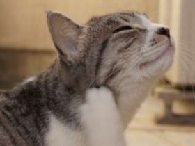 犬猫にも花粉症　知らない飼い主が半数