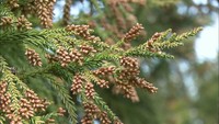 【解説】花粉シーズン到来　気になる今年の飛散量と対策は？