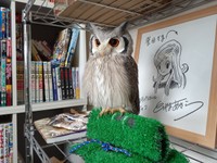 アフリカオオコノハズクのシロゴマ