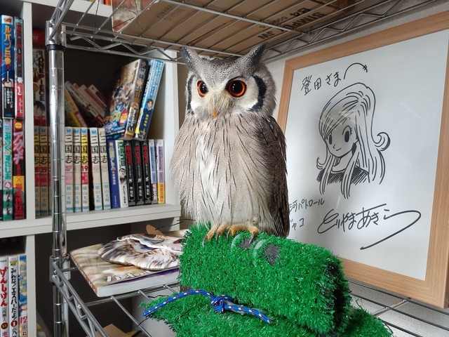 アフリカオオコノハズクのシロゴマ