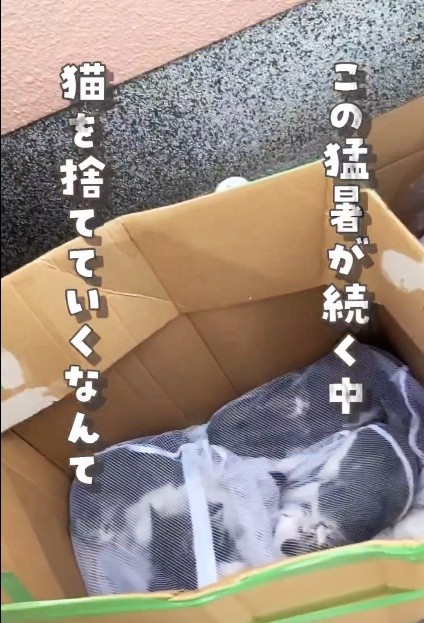 この猛暑の中、ぎゅうぎゅう詰めで捨てていくなんて…（「ねこ大家」さん提供、Xよりキャプチャ撮影）