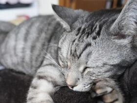 おひざの上がお気に入りスポット　至福のひとときを過ごすサバトラ「おにいちゃん」