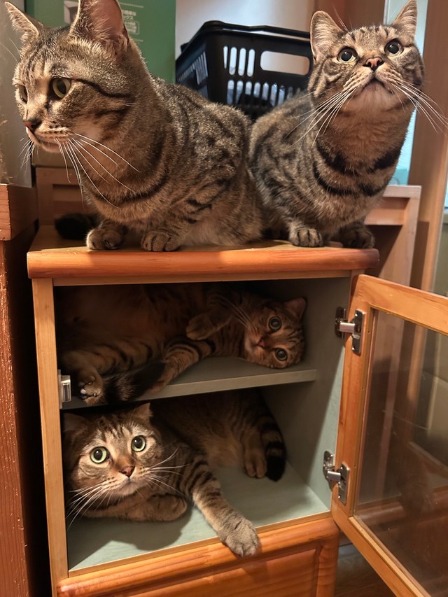 友人からもらってきた棚に入り込んだキジトラ猫たちがXで話題に（はるとさん提供）