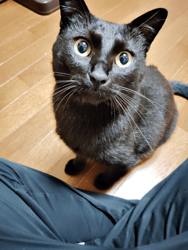 ビロードのような美しい毛並みを取り戻した黒ちゃん（画像提供：ちよさん）