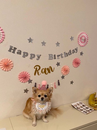 らんちゃん、今年4歳！（お母さん提供）