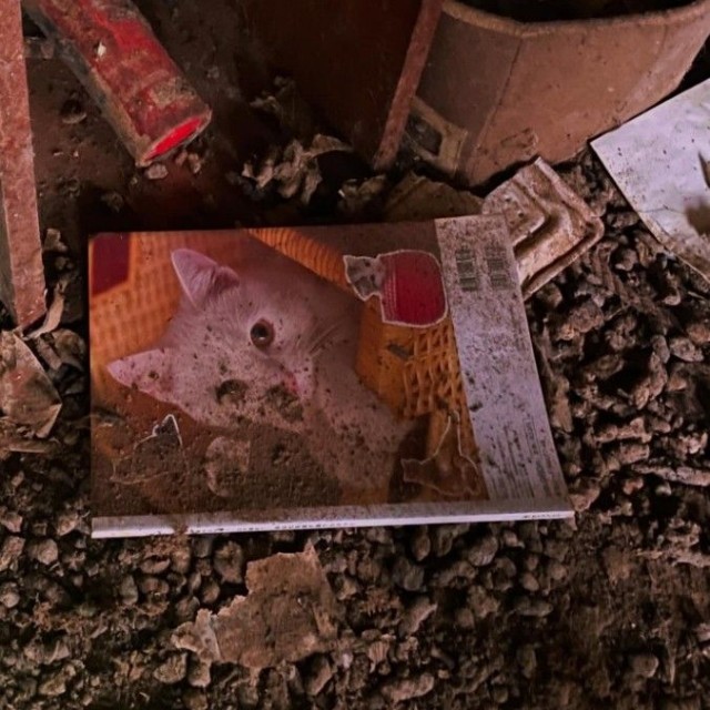 もし、安易な遺棄がなければ…もし、早い段階でSOSが出せる環境があれば…防げたかもしれない（「動物保護団体わんらぶ」さん提供、Instagramよりキャプチャ撮影）