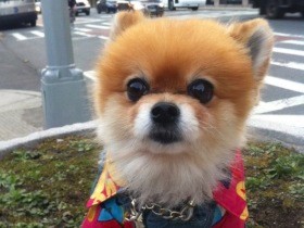 愛犬の死...　悲しみは癒えない、でも受け入れることができるようになった