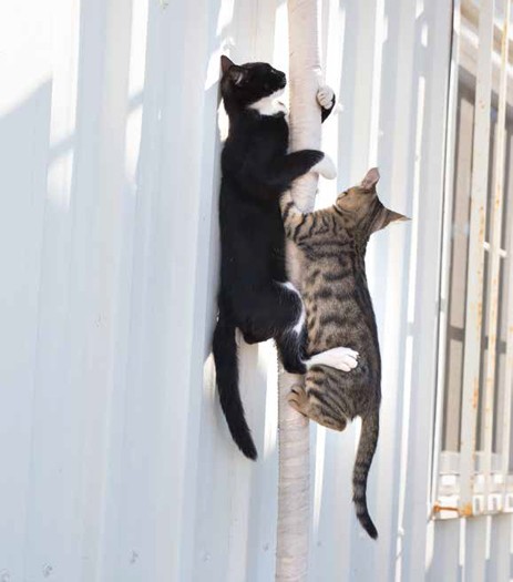 競ってよじ登り（沖昌之 / 辰巳出版）