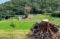 香川県産ヒノキの根