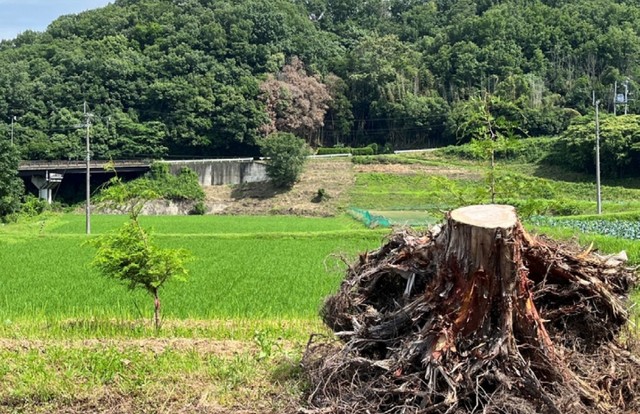 香川県産ヒノキの根