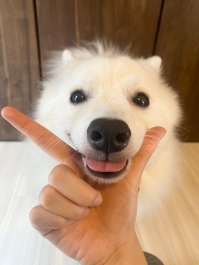 スマホの画像を見て次々とポージングを決めていた、ぽぽくん（提供：ぽぽさん）