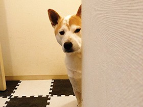 いつでも、ずっとそばにいたいワン　柴×ダルMIX「ゆん太」