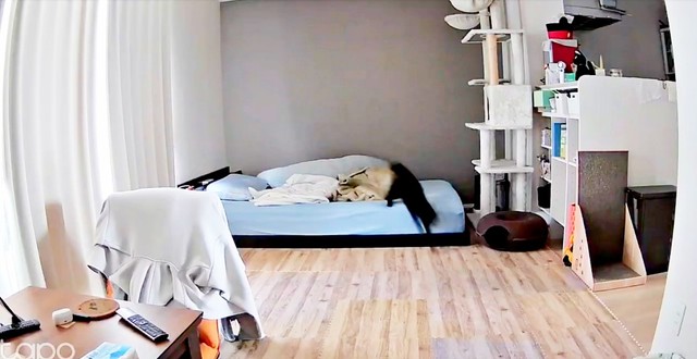 急いでベッドを下りるあさりちゃん（画像提供：黒猫あさりさん）