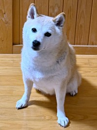 ご飯を待つゆめちゃん。微動だにせず、じっと見つめています（画像提供：柴犬の見る夢さん）