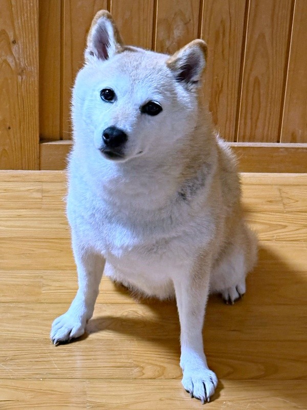 ご飯を待つゆめちゃん。微動だにせず、じっと見つめています（画像提供：柴犬の見る夢さん）