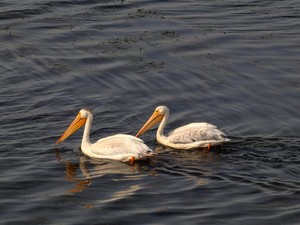 お笑いコンビの相方や、友達のようでもある。私の「魂の伴侶」は母