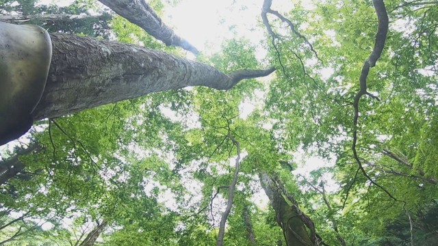 植樹や自然観察会などに取り組む団体に助成金　岡山県が対象団体を募集