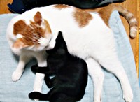 先住猫のコタローくんに毛づくろいしてもらうナツちゃん（画像提供：ミキサーさん）